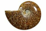 Polished Ammonite (Cleoniceras) Fossil - Madagascar #348520-1